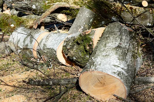 Holzfeuchte messen & Holz trocknen so gelingt es BRUNNER