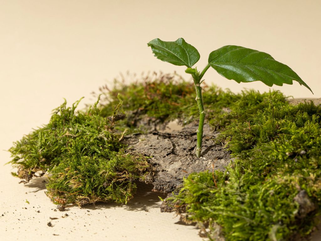 Baumpflanze auf bemooster Rinde