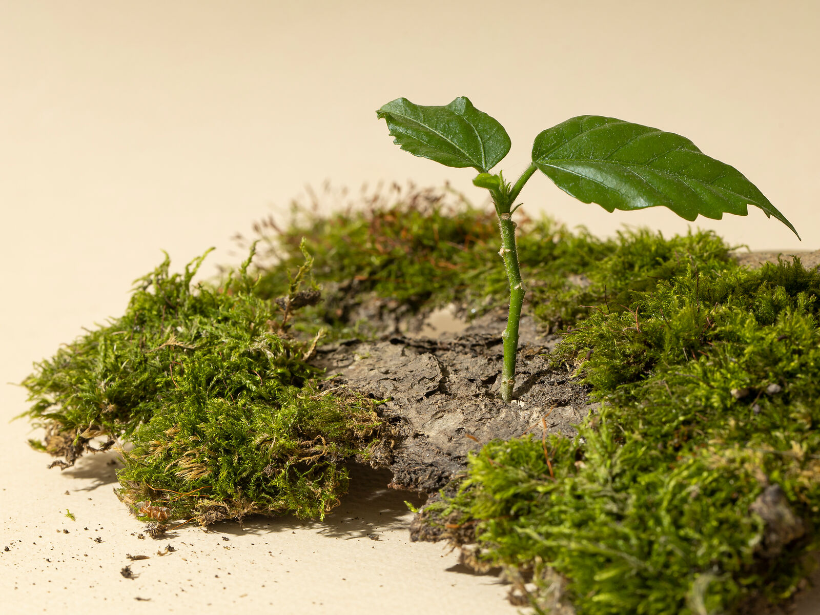 Baumpflanze auf bemooster Rinde